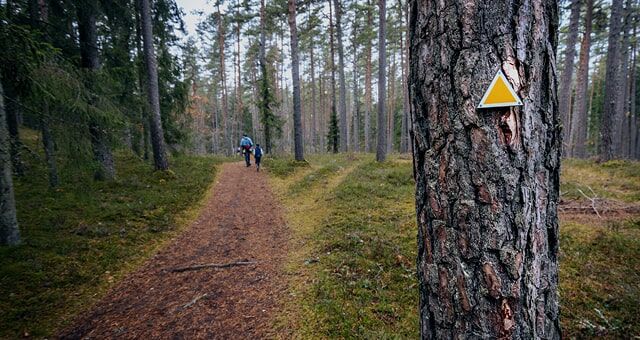 Markierter Wanderweg durch Wald mit gelbem Dreieck an Baumstamm