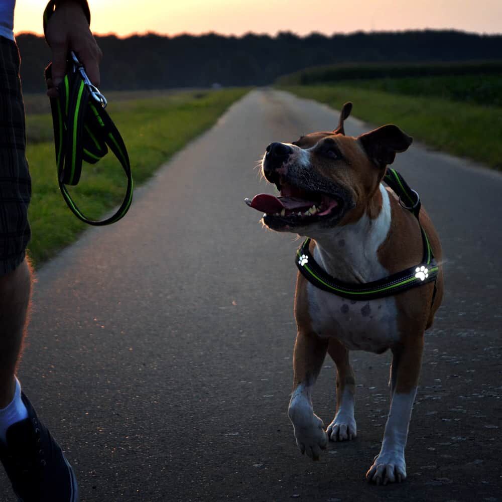 Hundegeschirr in der Dämmerung, Pfoten-Bügelbilder leuchten weiß reflektierend
