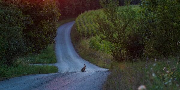 Ein Hase sitzt mitten auf einer kurvigen Landstraße in der Abenddämmerung, umgeben von grüner Vegetation.