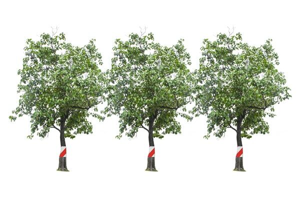 Freisteller Baumallee mit Warnbannern um Baumstämmen